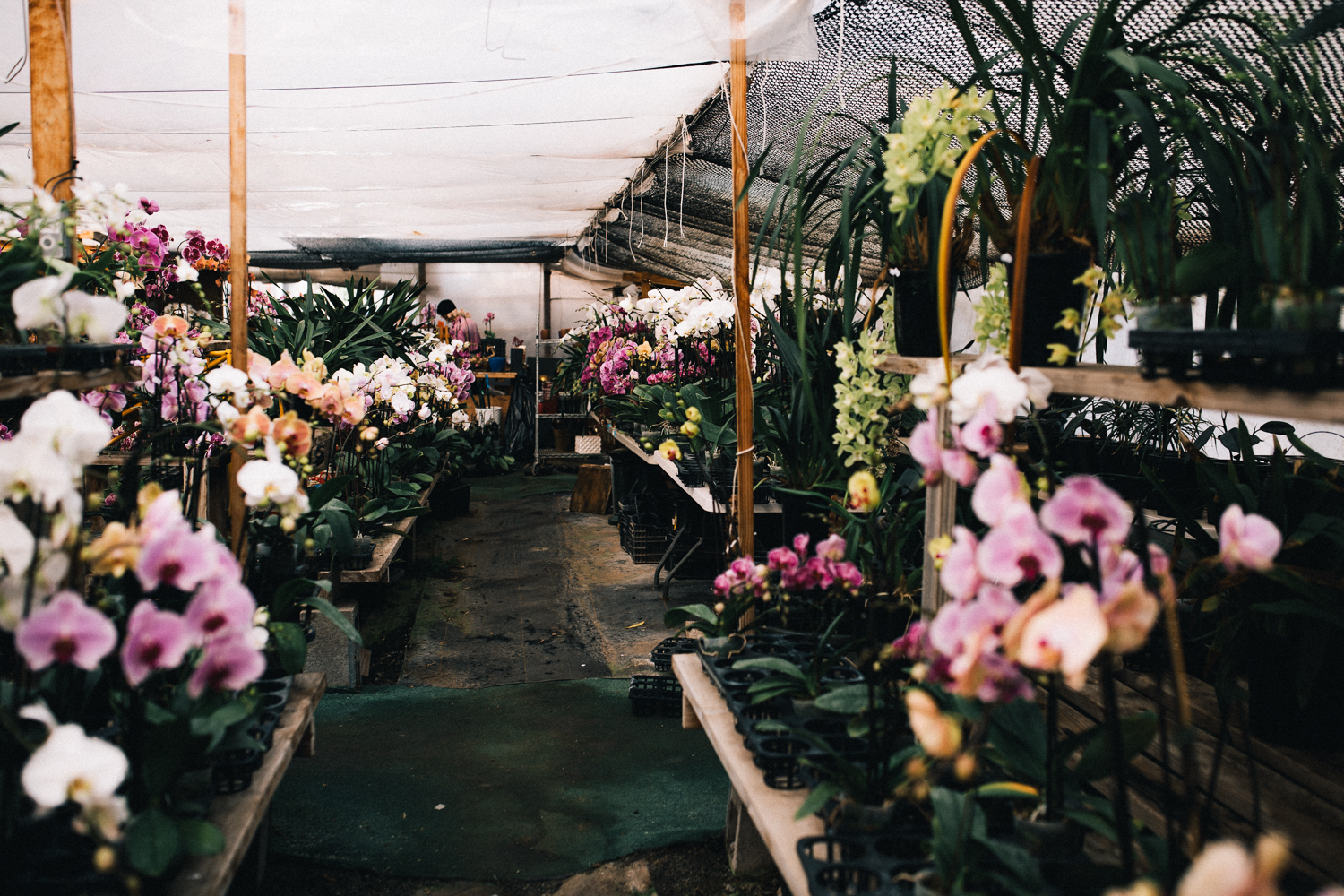 2018_01_ 28Candice and Julio Greenhouse Session Blog Photos Edited For Web 0019.jpg