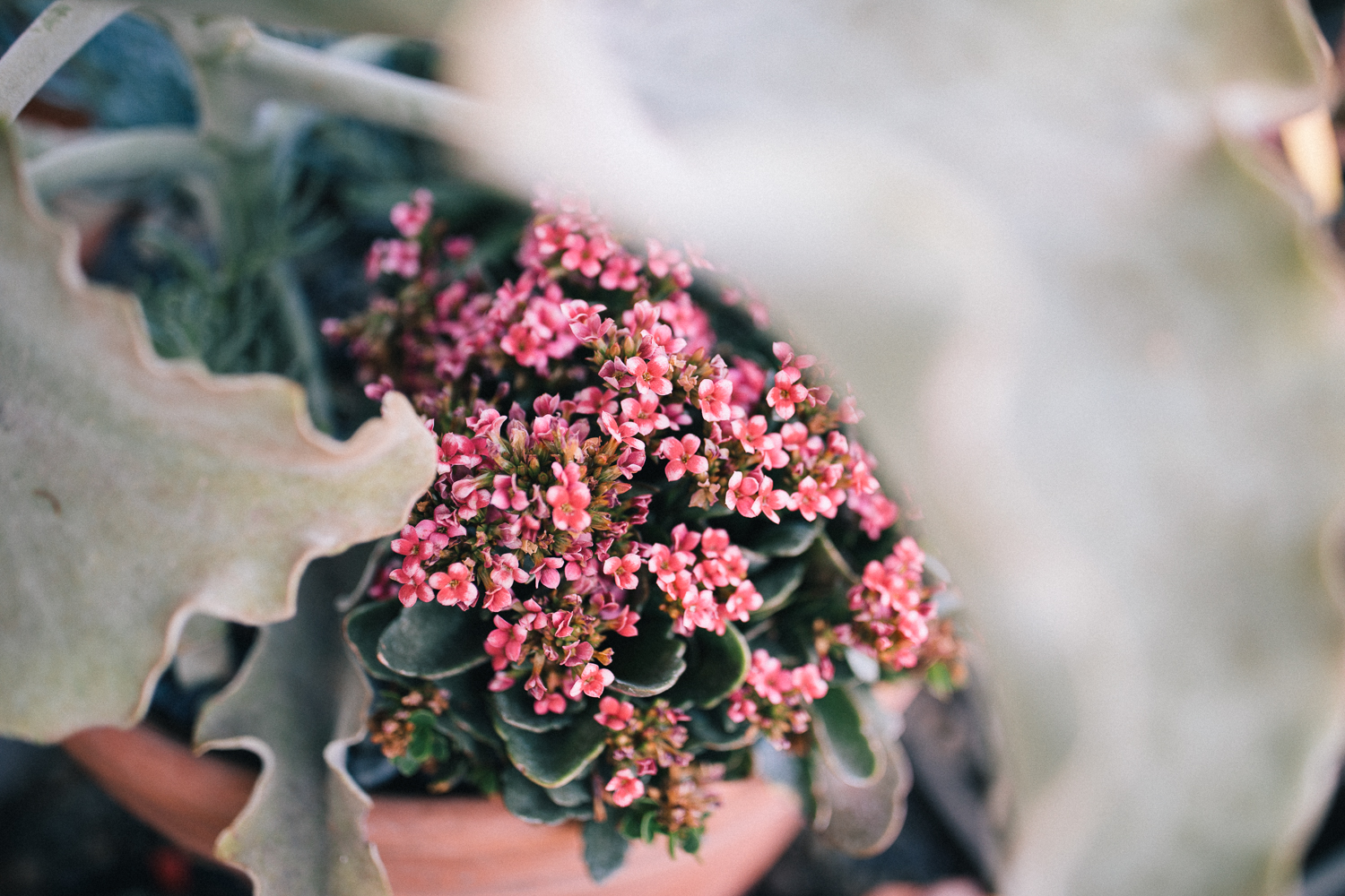 2018_09_ 01Gernez Gamble Garden Blog Photos Edited For Web 0004.jpg