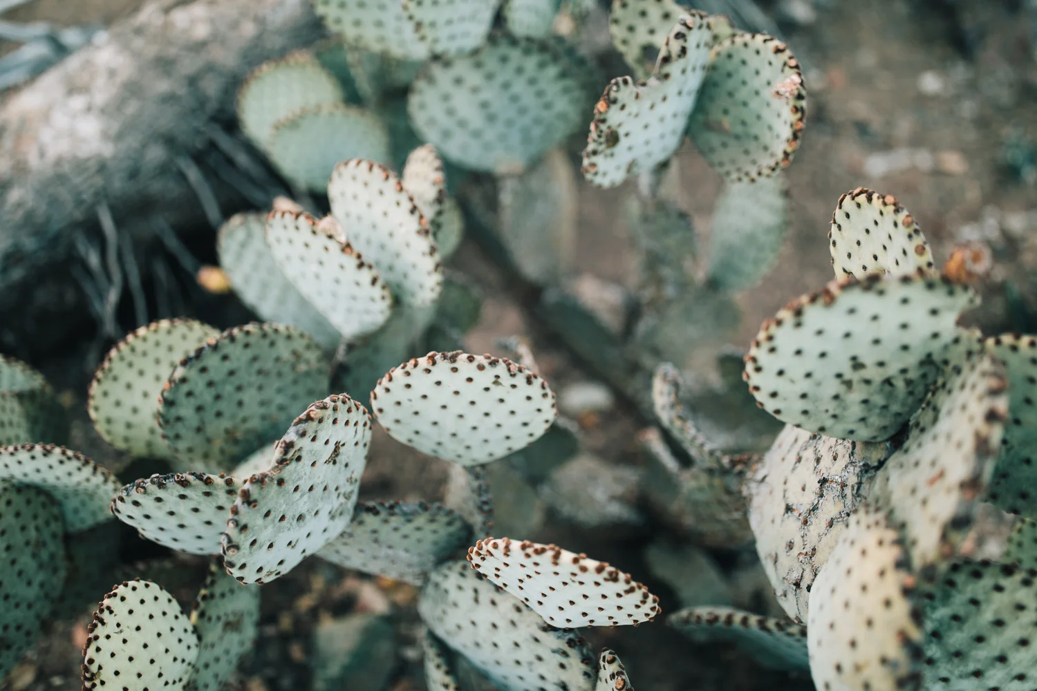 2018_10_ 212018.10.22 Lawrence Family Session Arizona Garden Blog Photos Edited For Web 0022.jpg