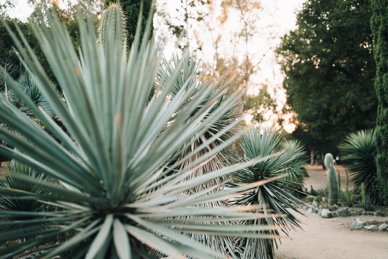 2018_10_ 212018.10.22 Lawrence Family Session Arizona Garden Blog Photos Edited For Web 0026.jpg