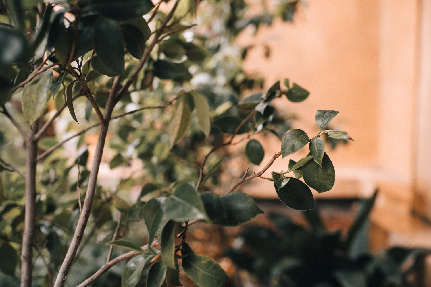 2019_05_ 182019.05.19 Lisa + Eddie South Bay Wedding Blog Photos Edited For Web 0003.jpg