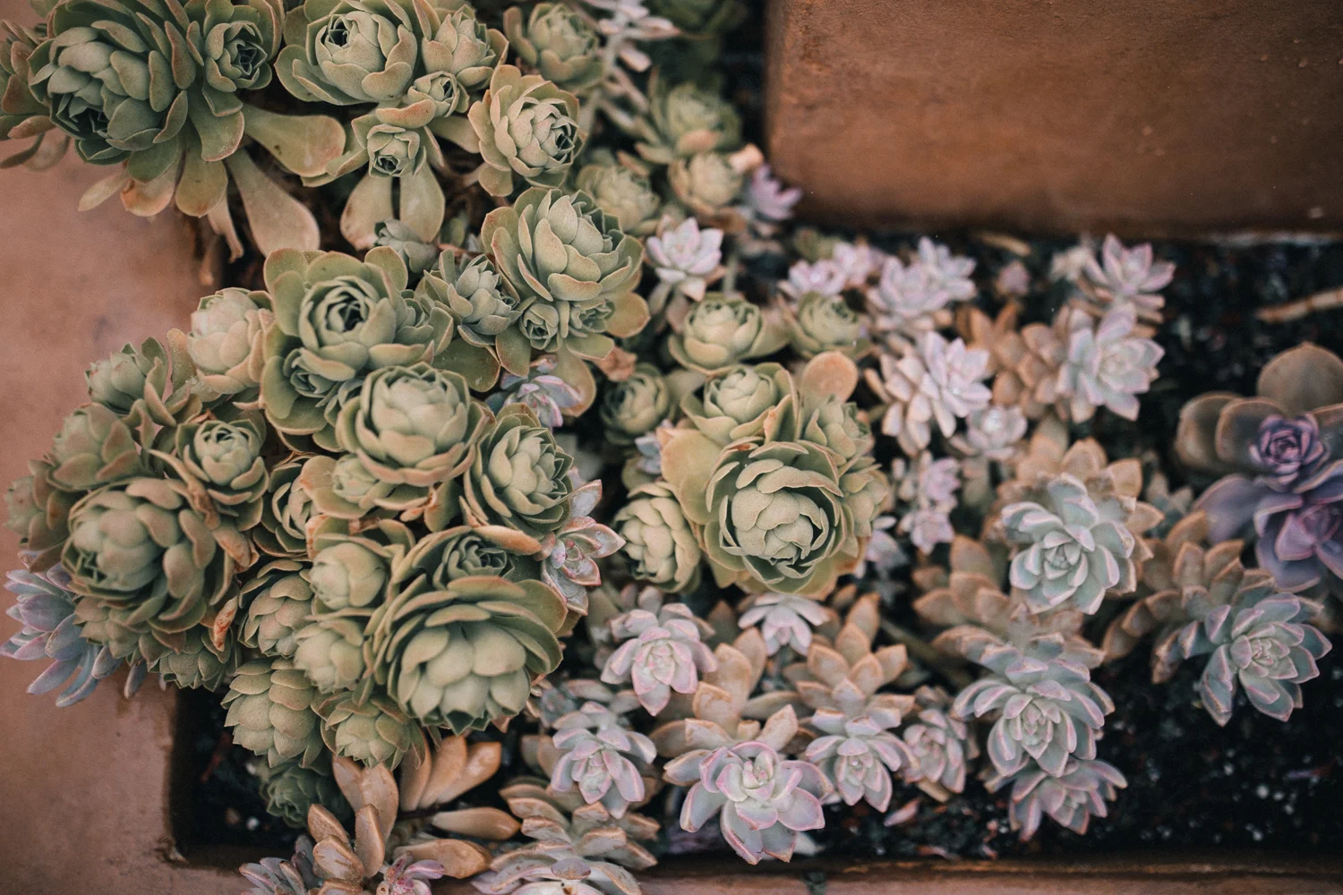 2019_05_ 182019.05.19 Lisa + Eddie South Bay Wedding Blog Photos Edited For Web 0018.jpg