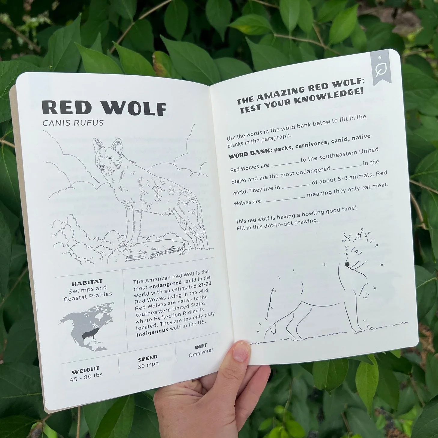 Reflection Riding Summer Camp Branding3.jpg