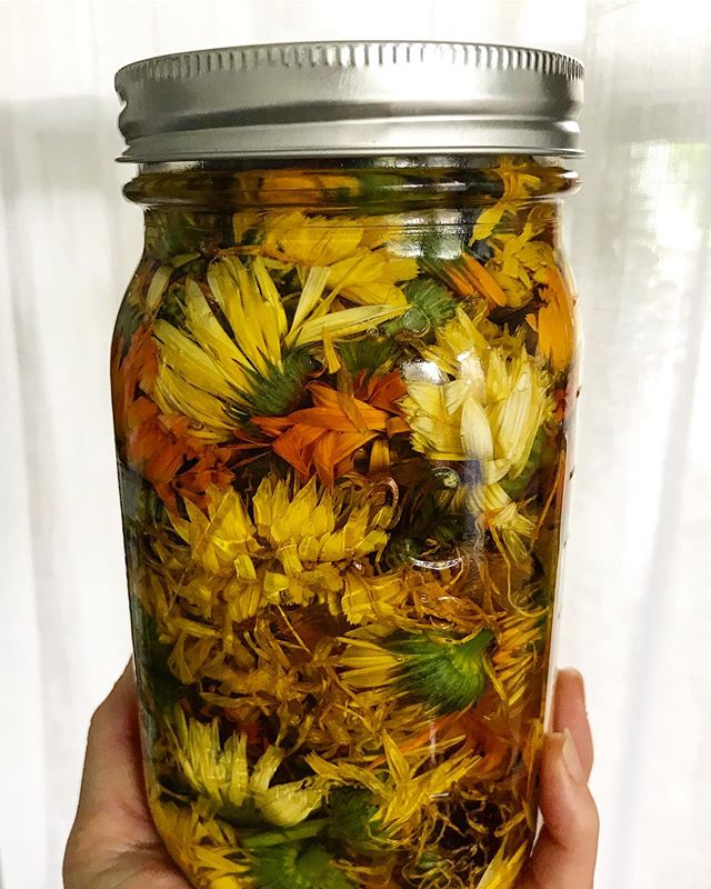 Sunshine 🌞 in a jar!.
🌼 I posted a short video tour of my calendula patch on my balance botanical Facebook page...here&rdquo;s my progress since then. 🌼I used olive oil for my infusion. 🌼The healing and soothing properties of calendula pair well 