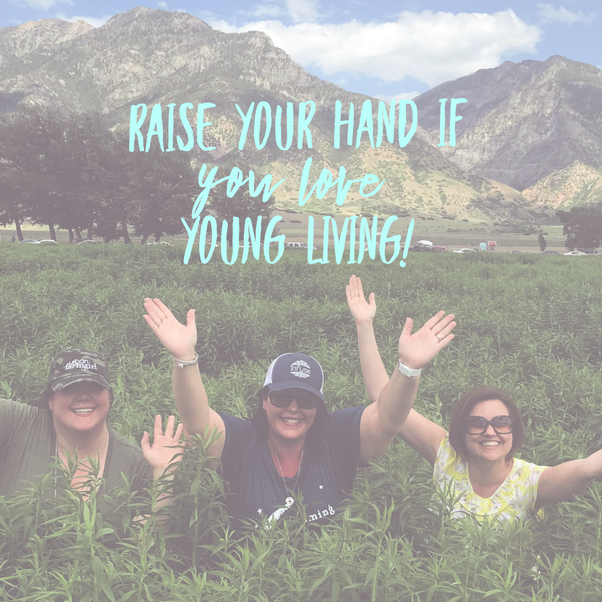 Young Living's Mona Lavender Farm