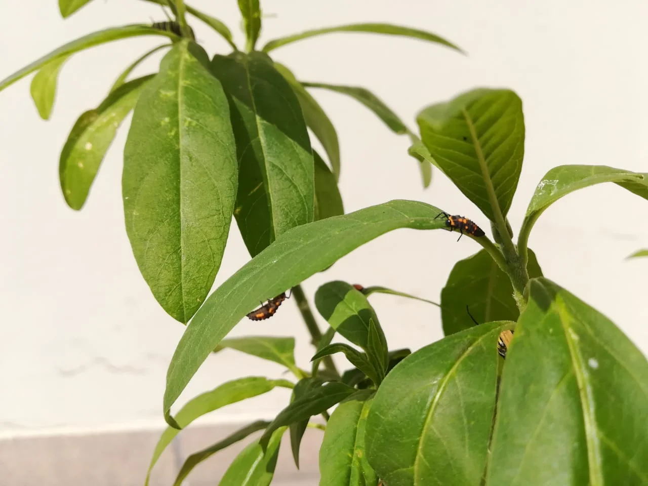 WhatsApp Image 2018-05-25 at 3.46.35 PM.jpeg