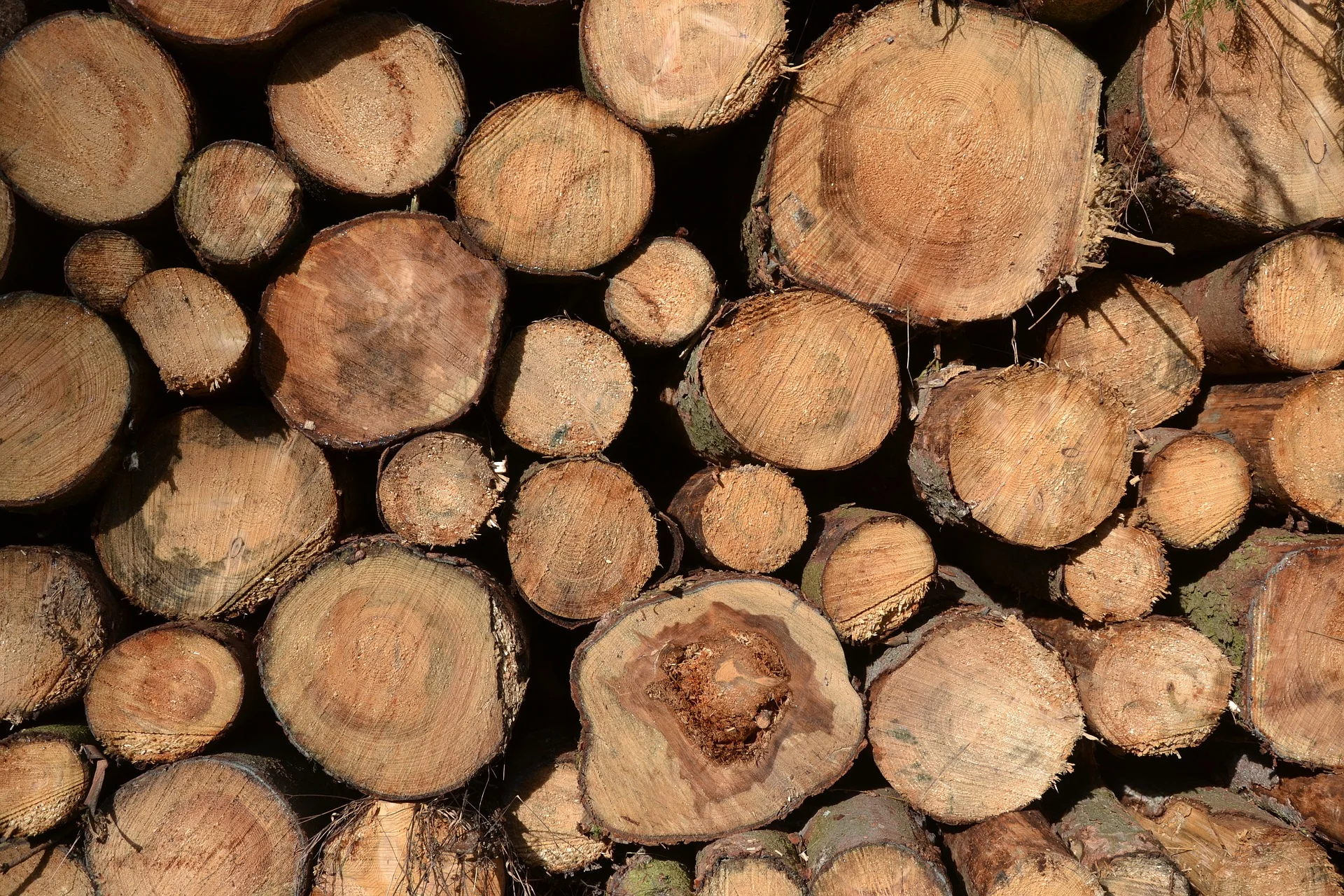 tree-trunks-1788554_1920.jpg