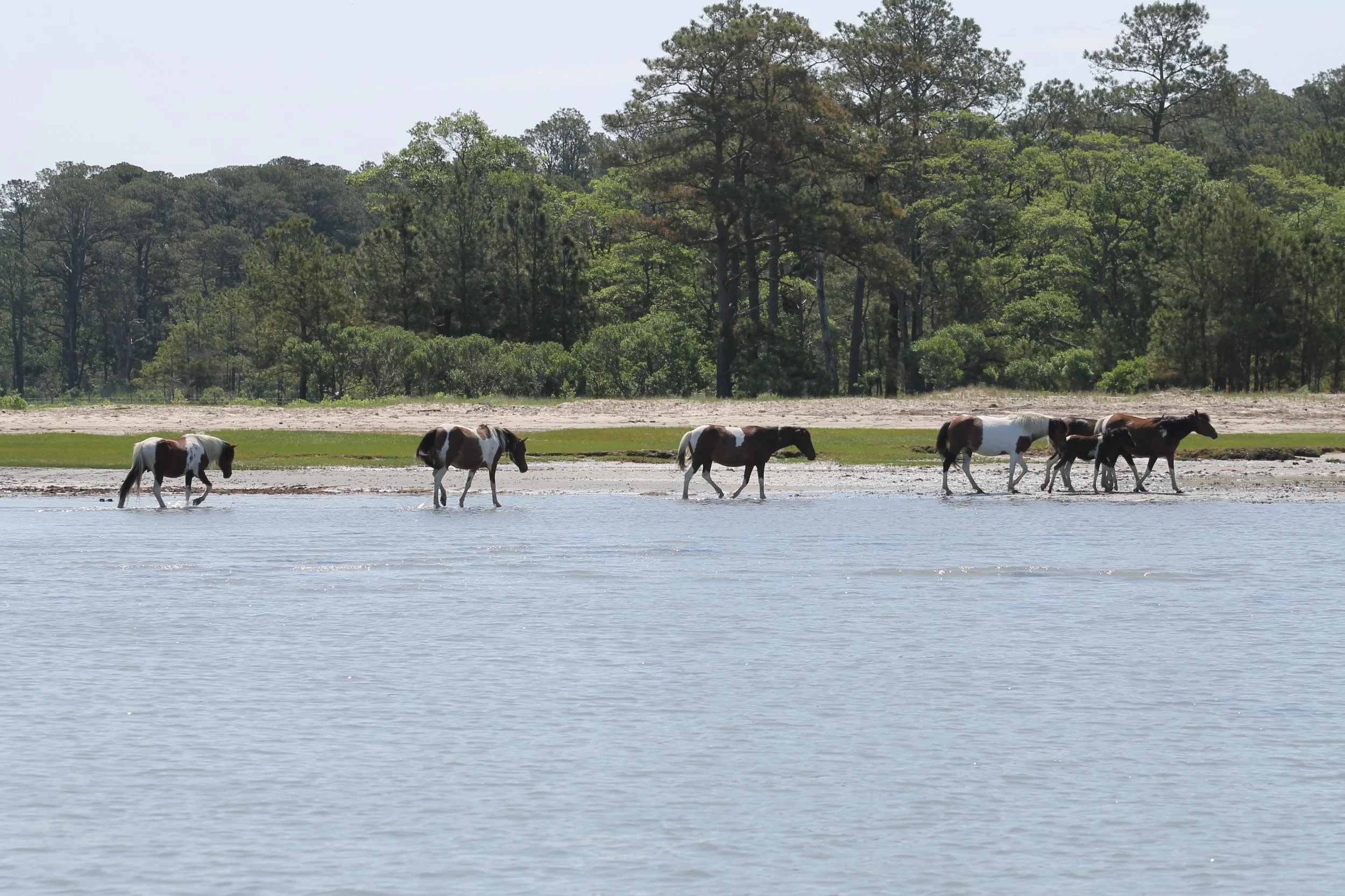 IMG_4940.jpeg
