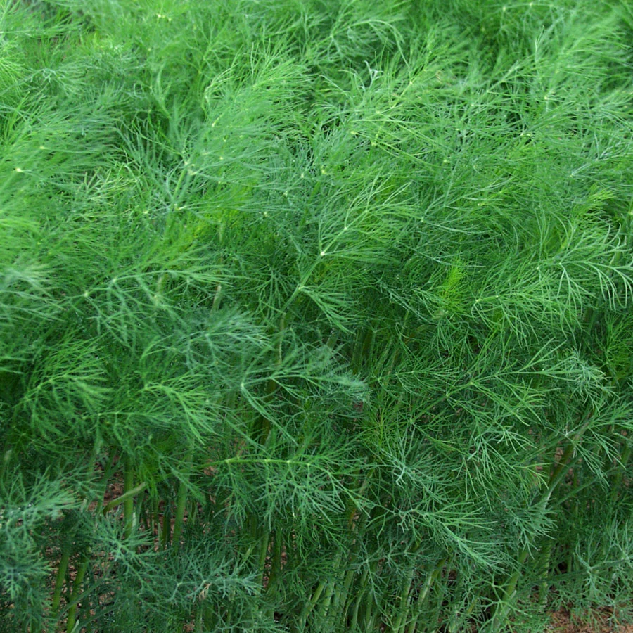 52482-PK-P1.jpg