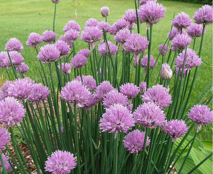 Chives-C.jpg