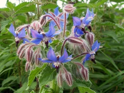 borage-400x300.jpg
