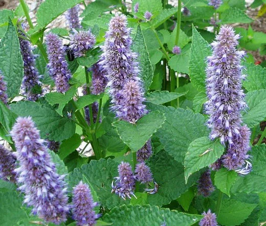 Anise_Hyssop_Blue_Spike_Seeds_Agastache_Foeniculum__95439.1446661875.520.442.jpg