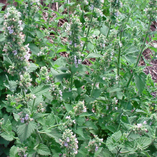 catnip.png