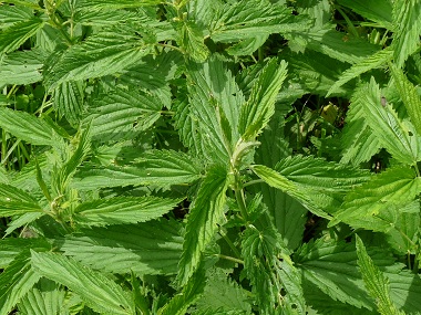 stinging-nettle.jpg
