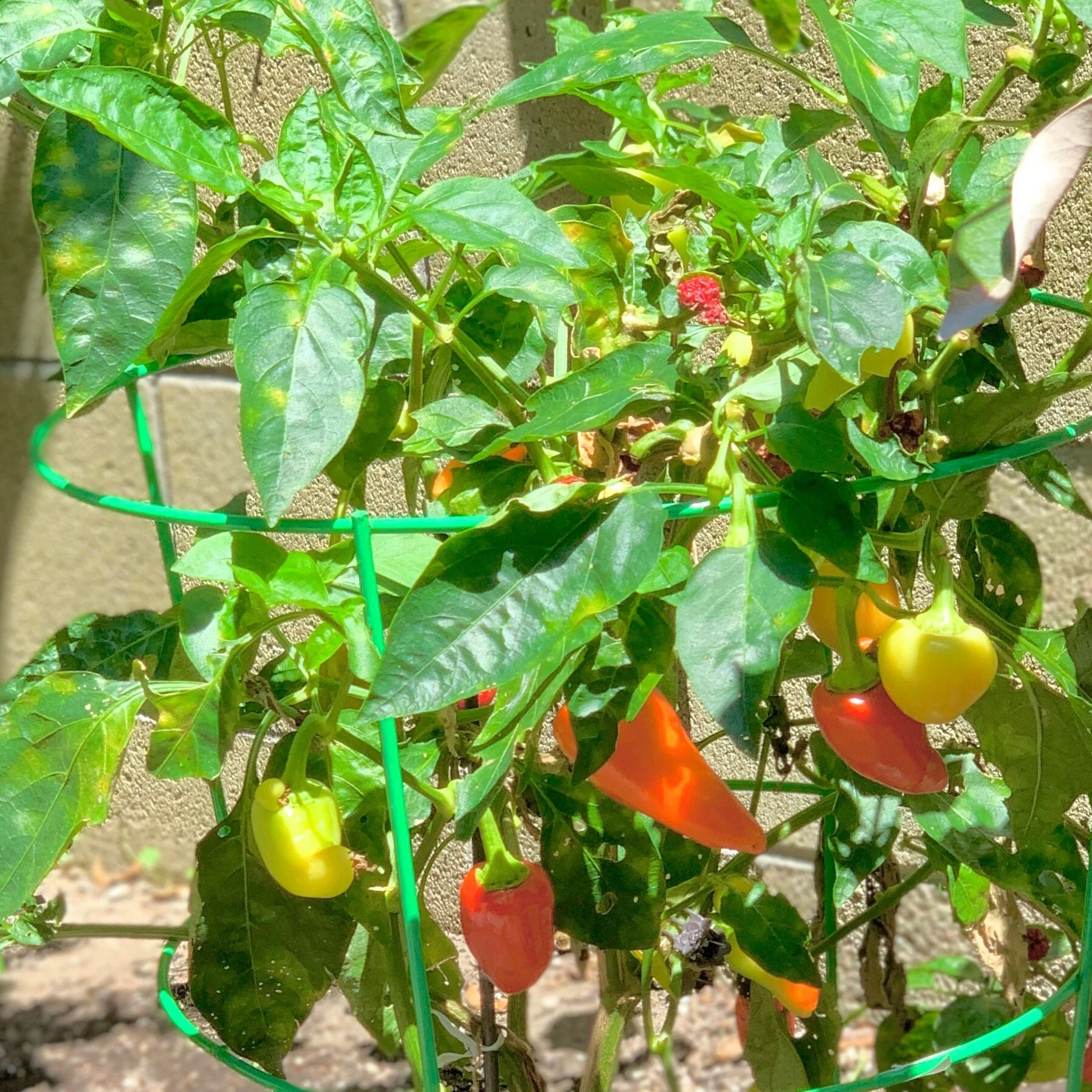 cayenne pepper - capsicum annum.JPG