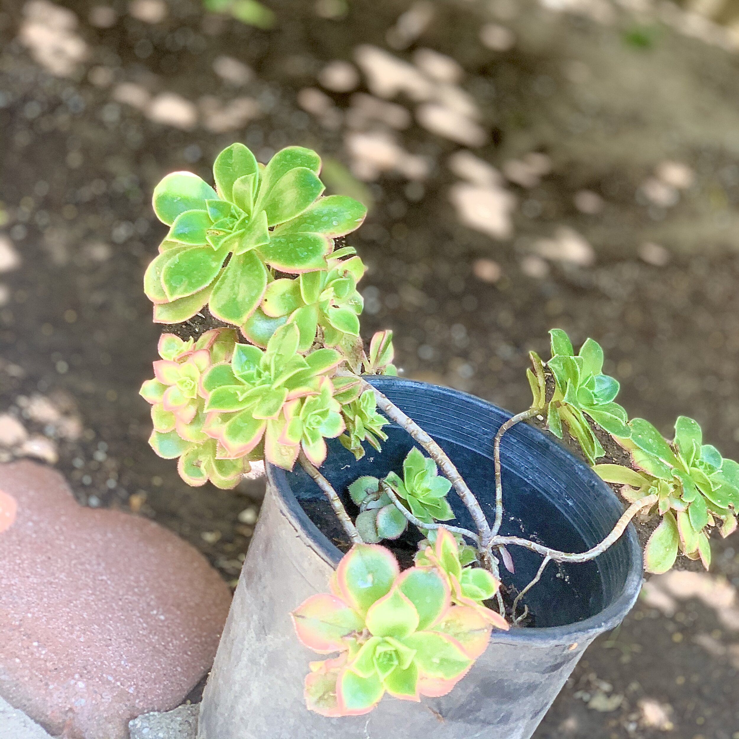 haworths aeonium.jpg