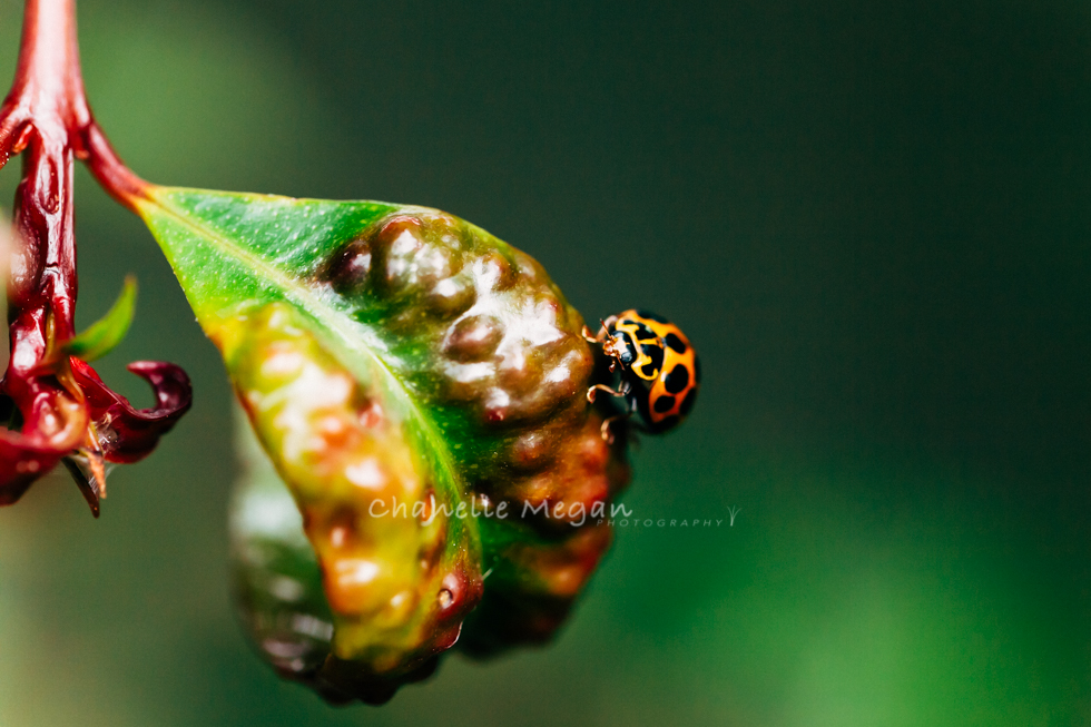 Natures Colours, Ladybird.