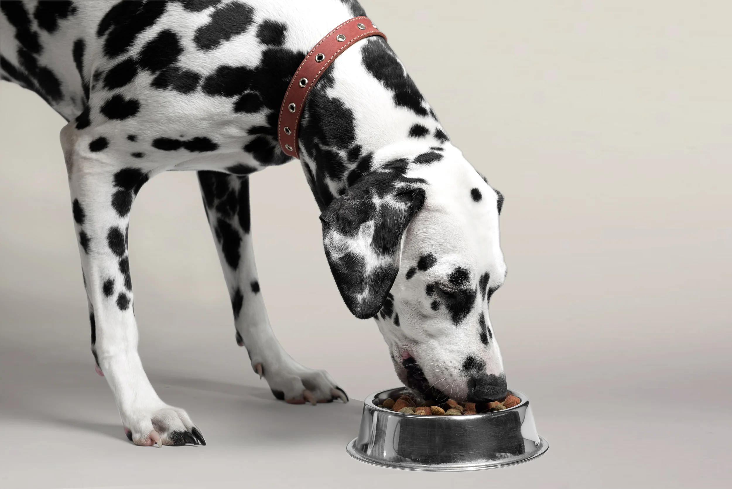 Mathieu-Hoppenot-Pet-Food-Dalmatian.jpg