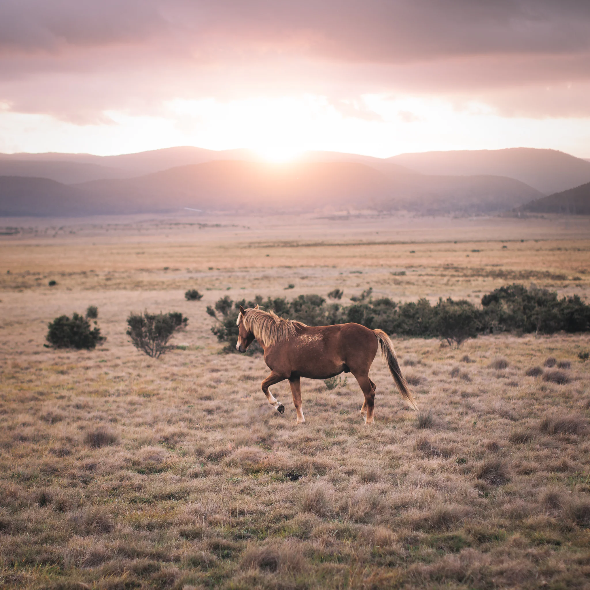 Horse-1.jpg