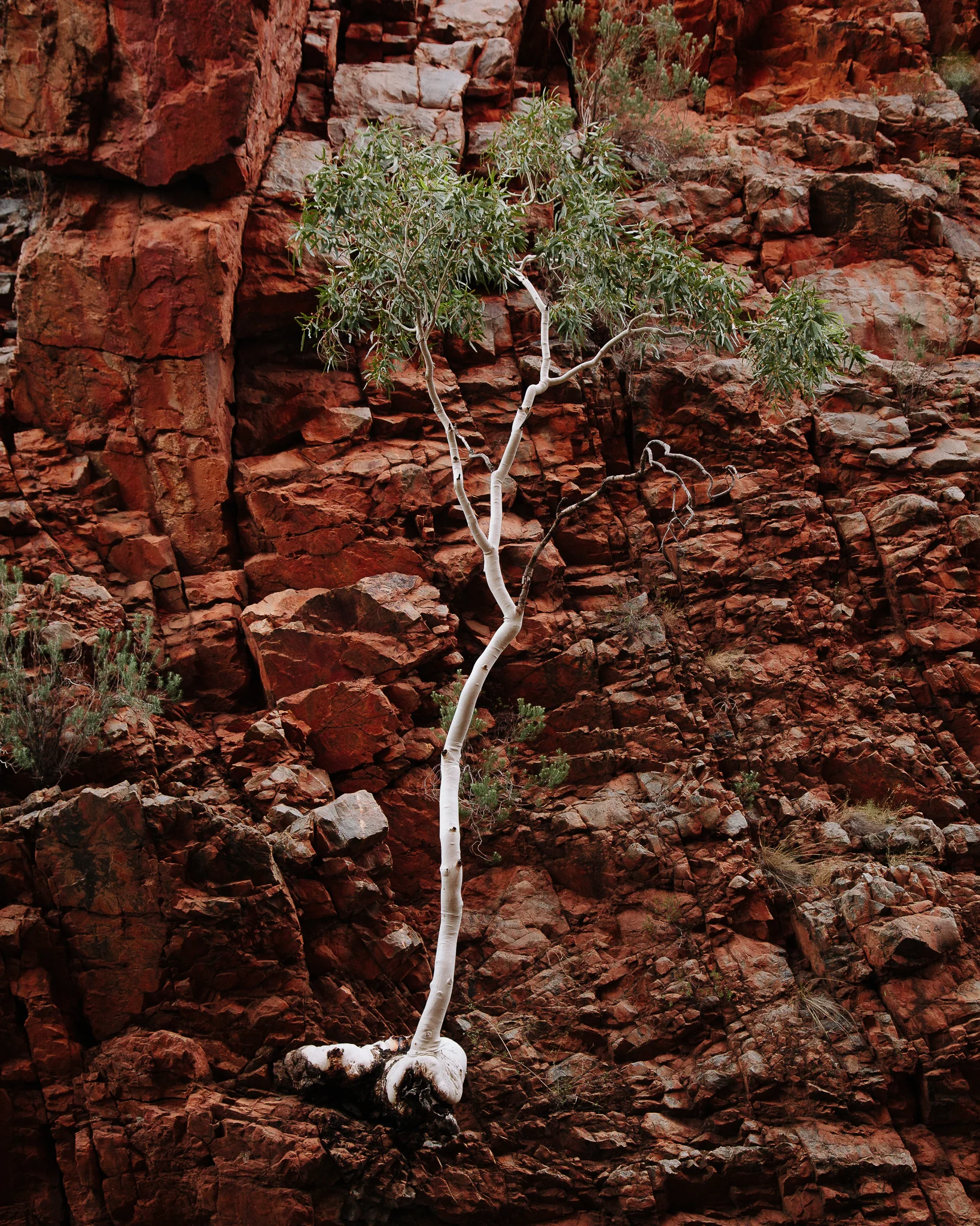 Alice Springs (25 of 71).jpg