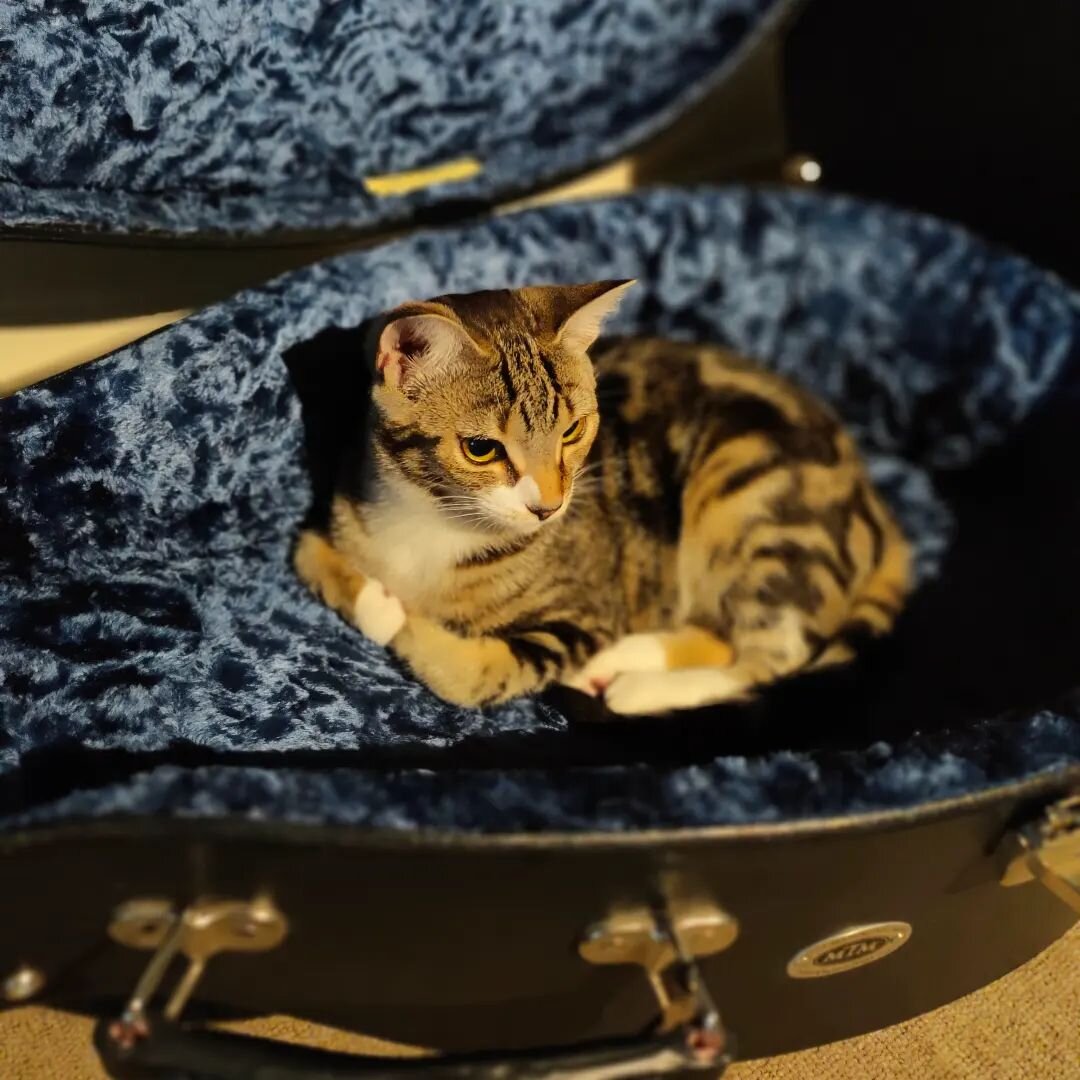 It's well known that the lute case is the most coveted of all cat beds...🐈.
.
.
.
#kitten #lute #classicalmusic #cat #music #earlymusic #guitar