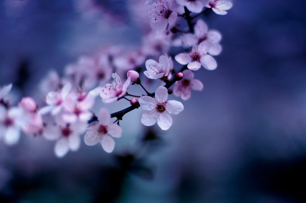 cherryblossom.jpg