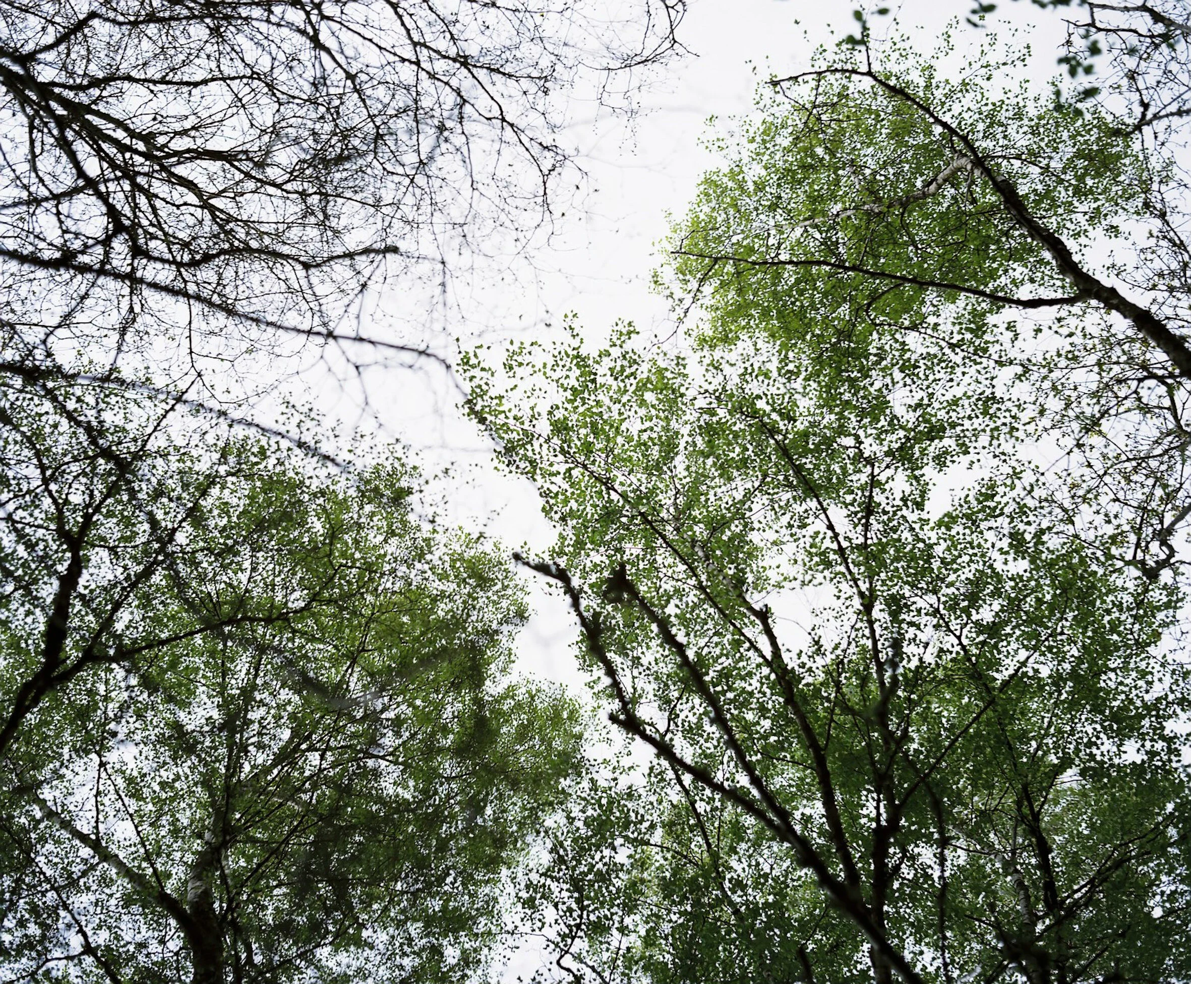 Moorswood Wanderings_Apr2021-195 - Copy.JPG