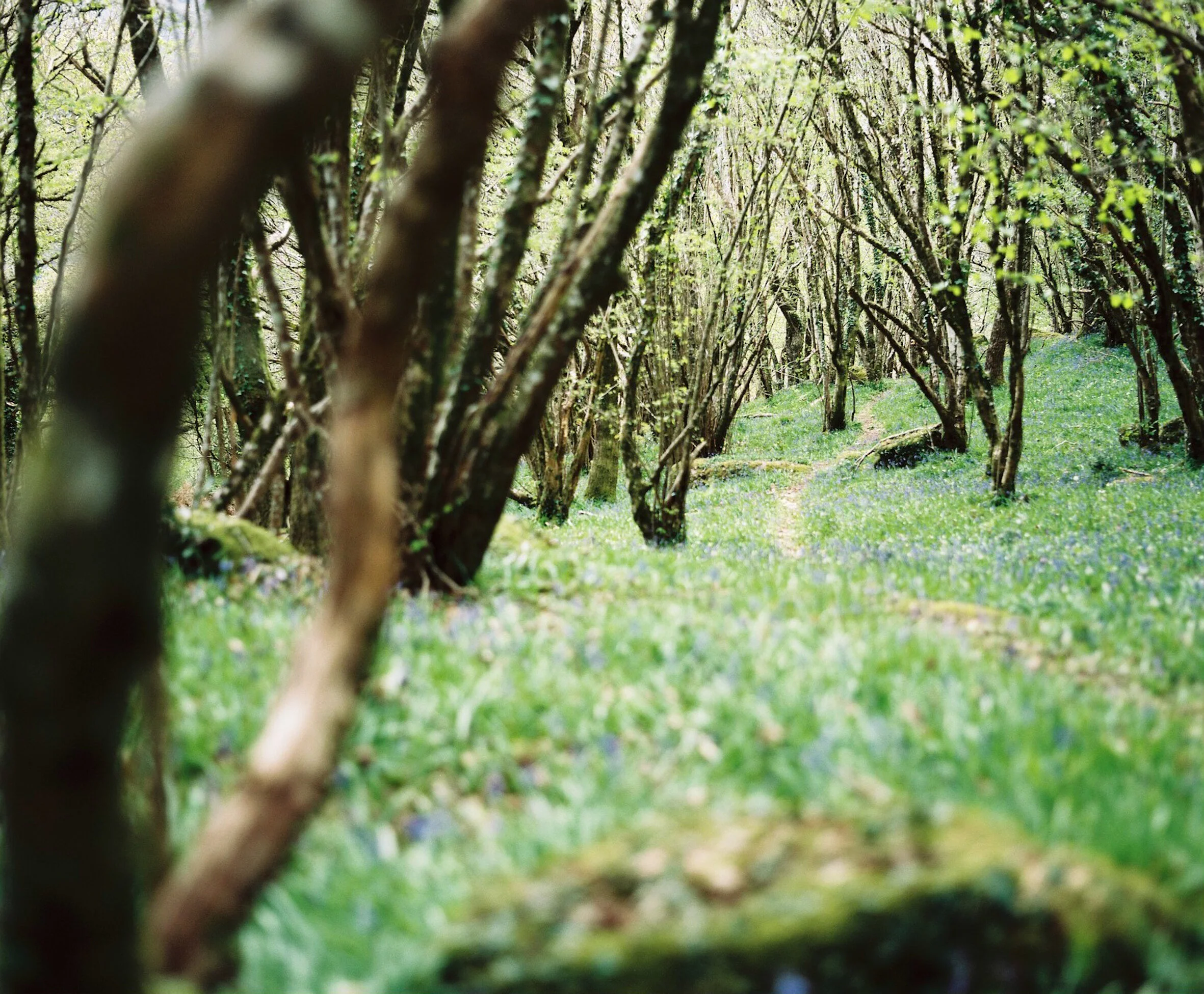 Moorswood Wanderings_Apr2021-177 - Copy.JPG