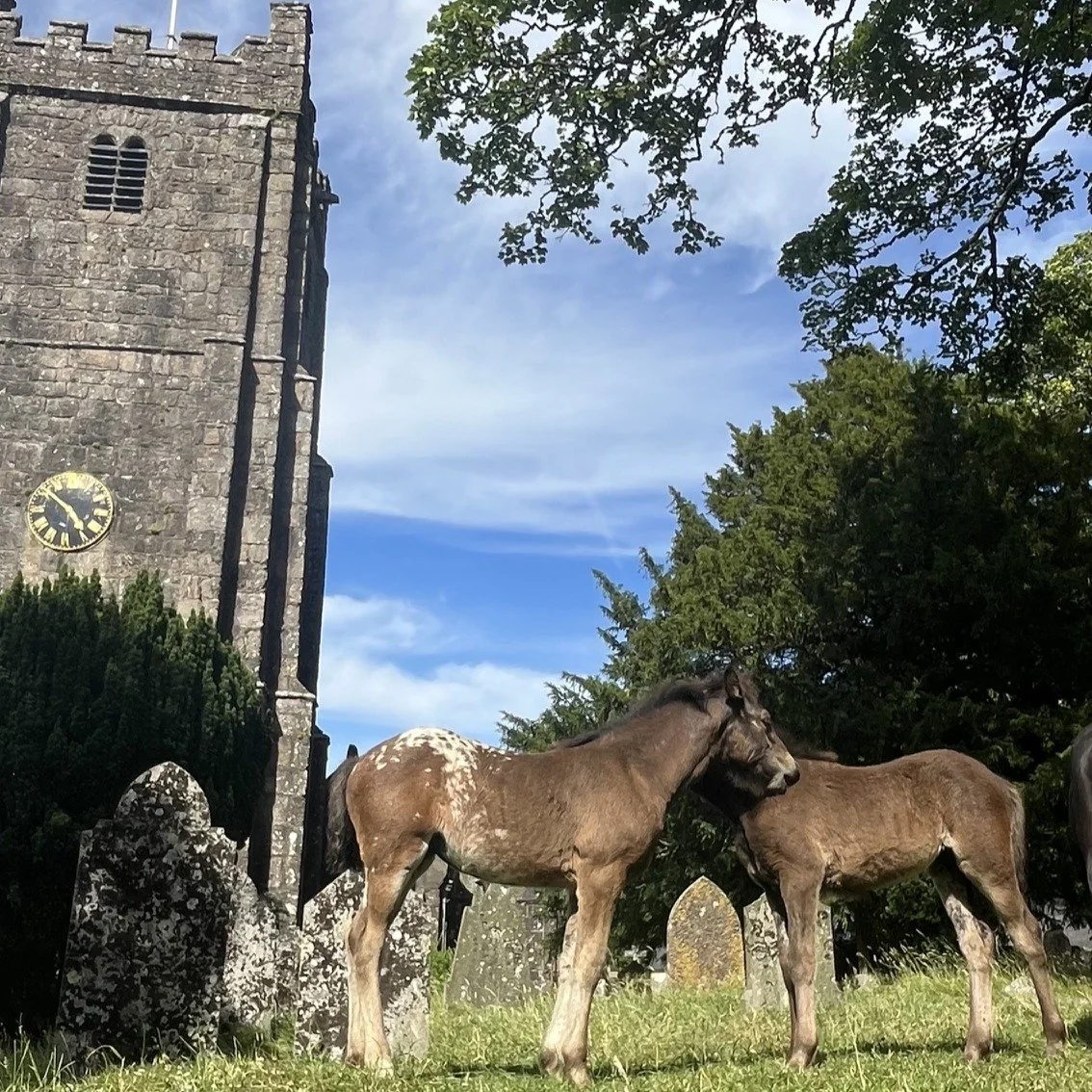 IMG_7336 PONIES.JPG