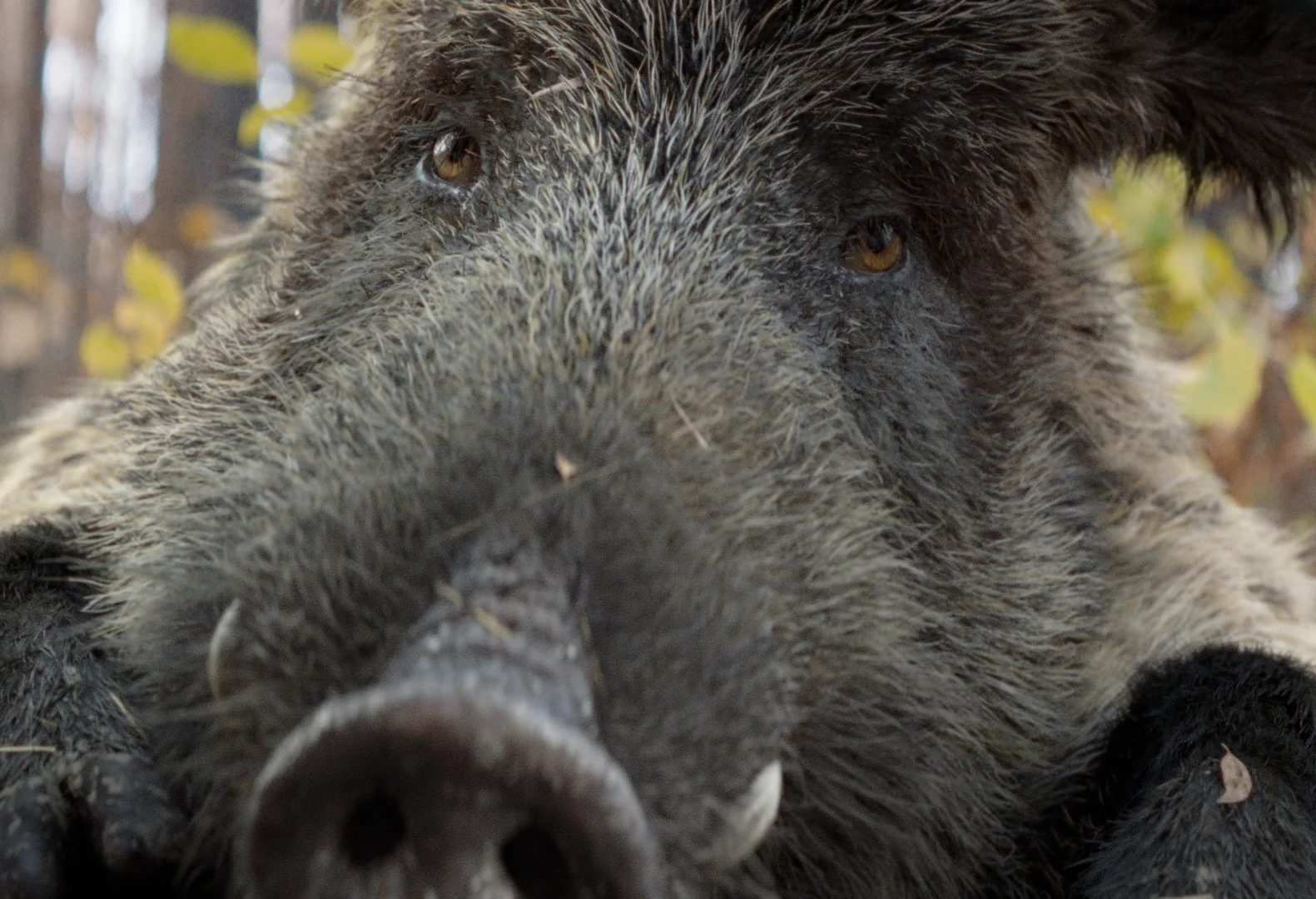 boar_sh150_comp_v019 (0-00-01-00).jpg