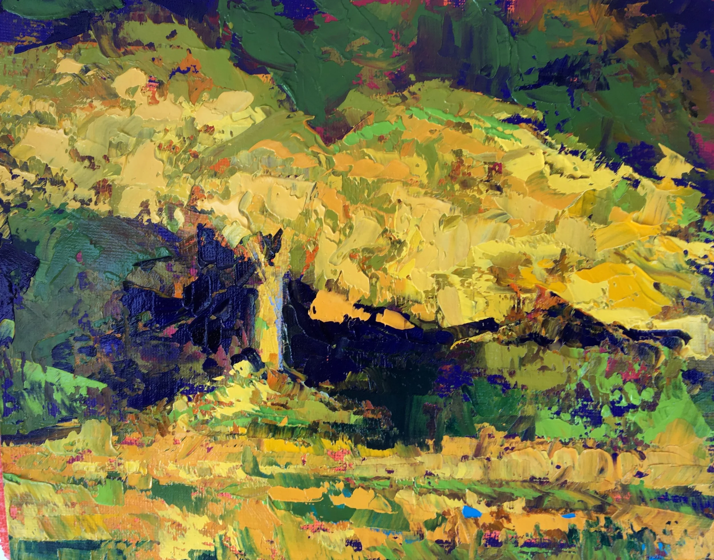 Late Afternoon Sun on a Pecan Tree