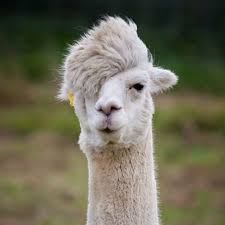 Al Paca.....makes a great Stoganoff