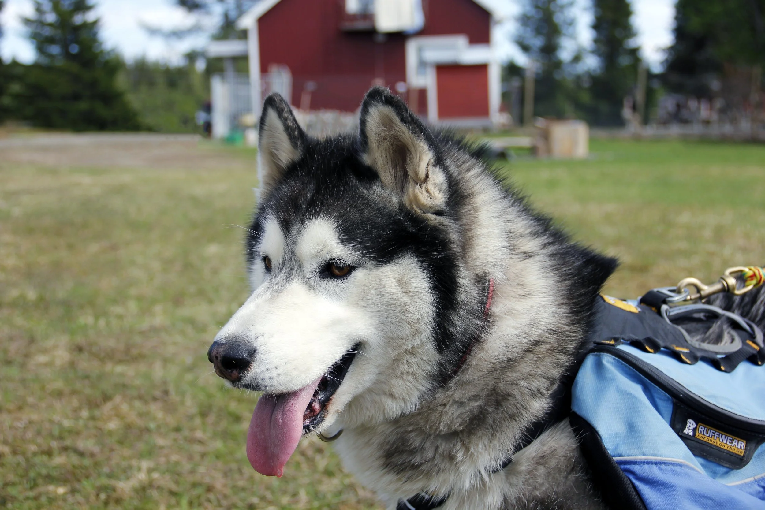 husky walking belt