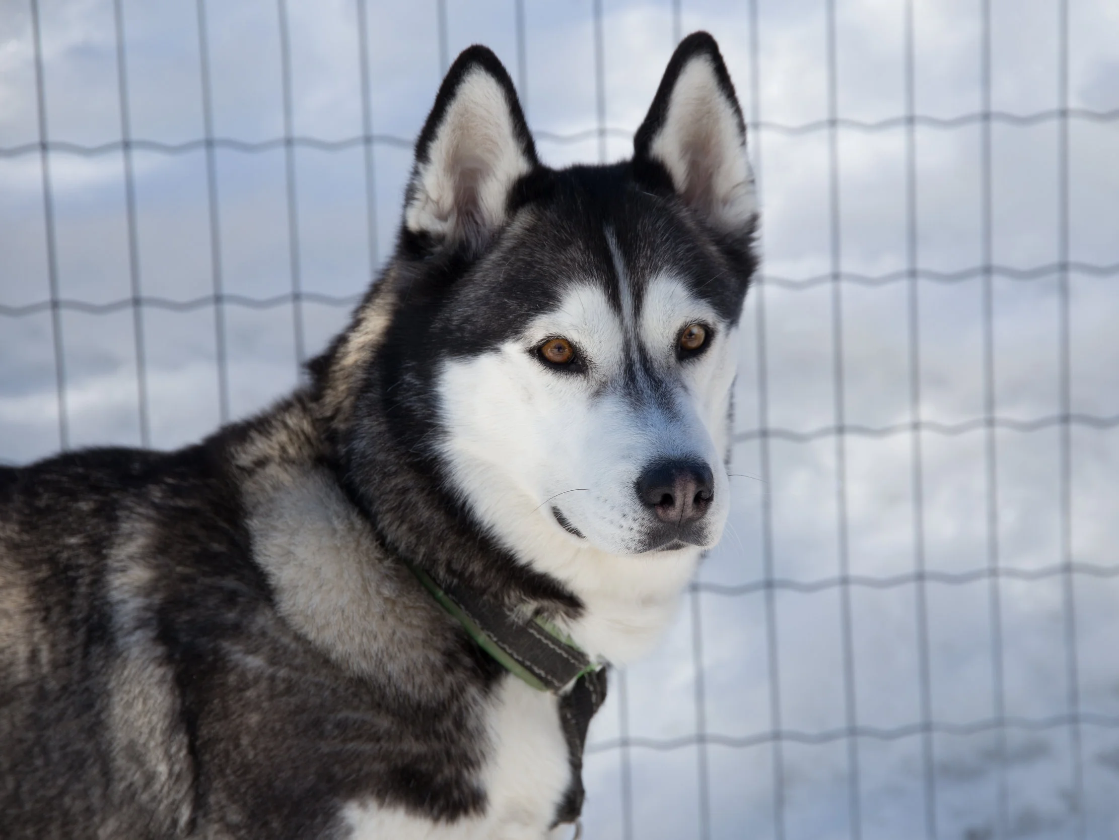 Alisha - born 10 November 2014 - swing dog