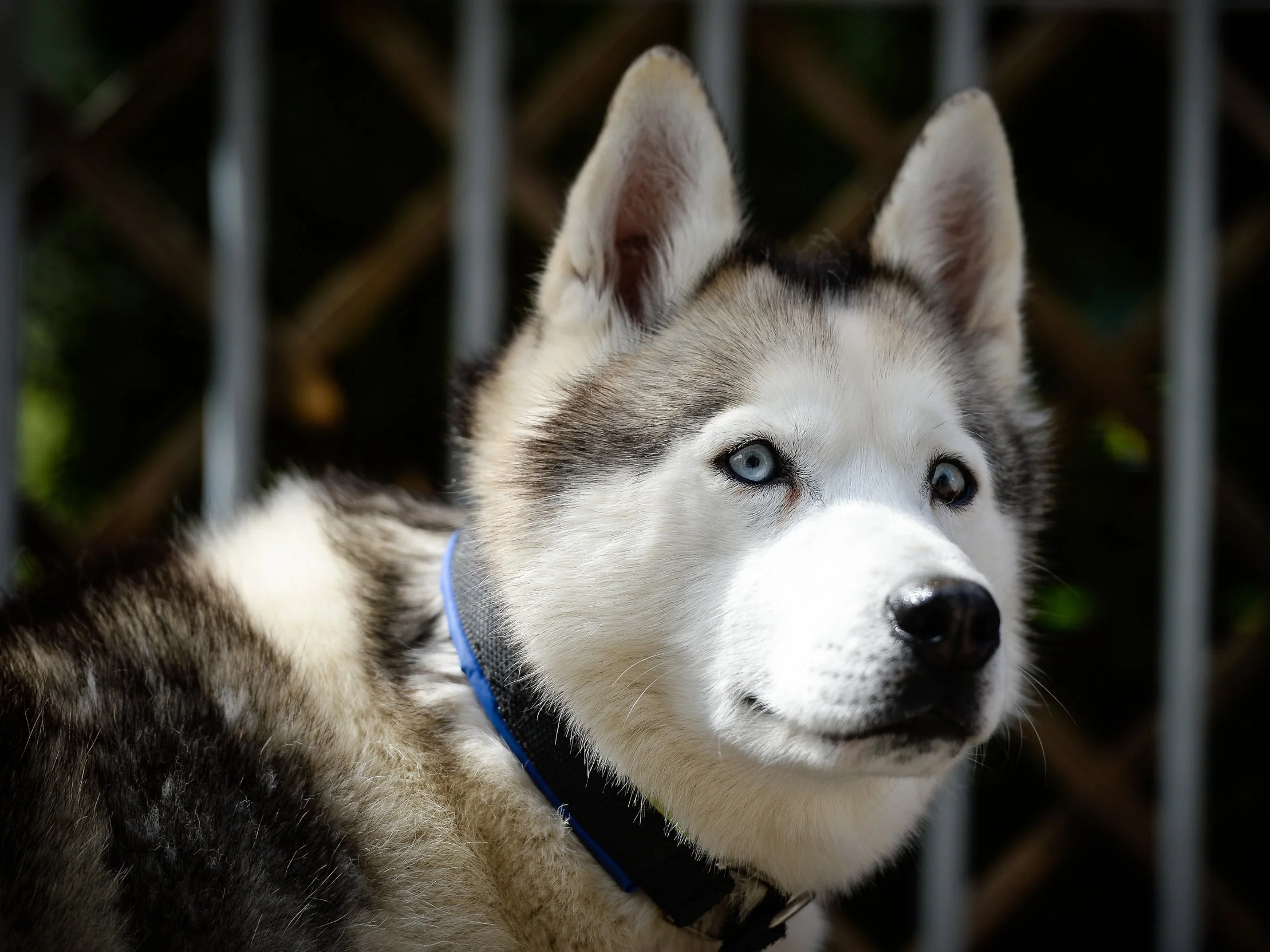 Hope - born 4 December 2011 - swing/wheel dog