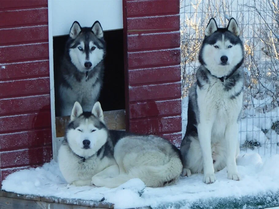 Our_Dogs.jpg