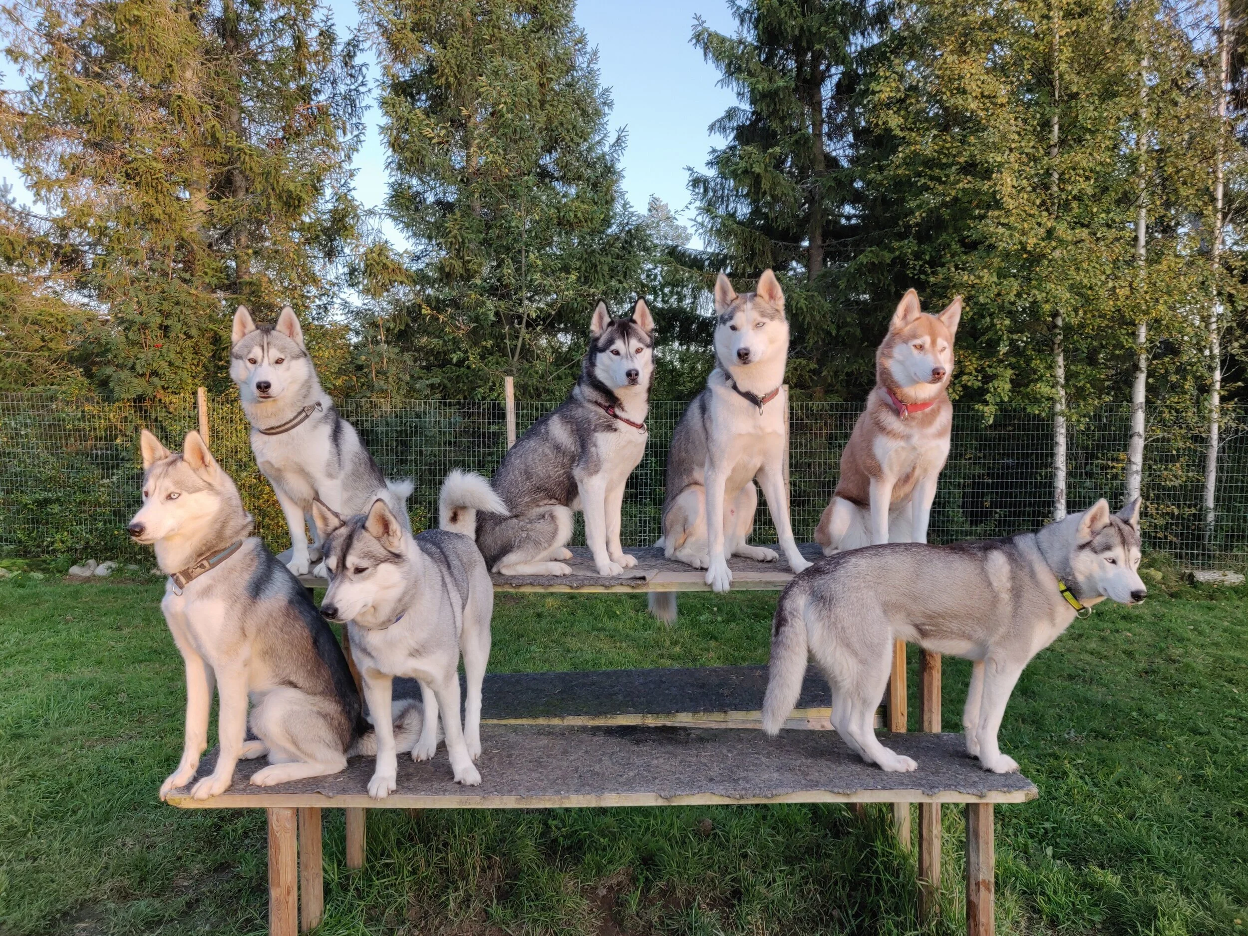 huskypack.jpg