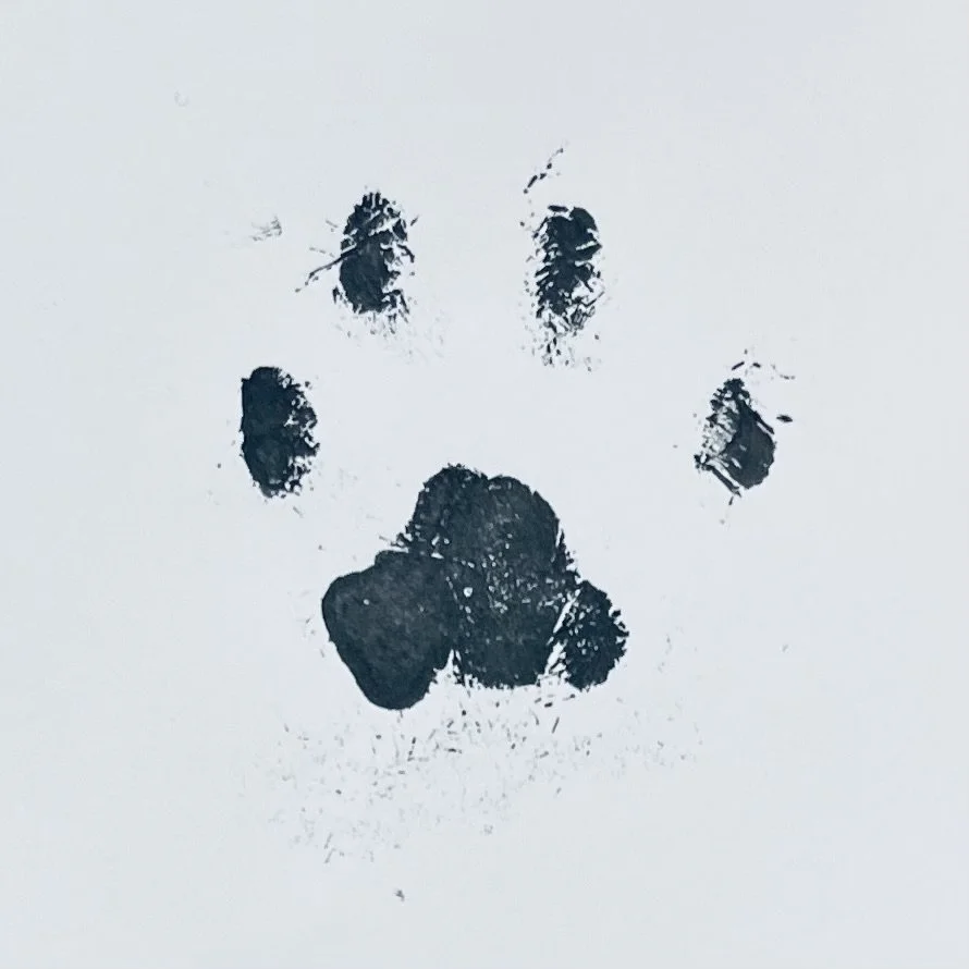 domzee paw print.jpeg