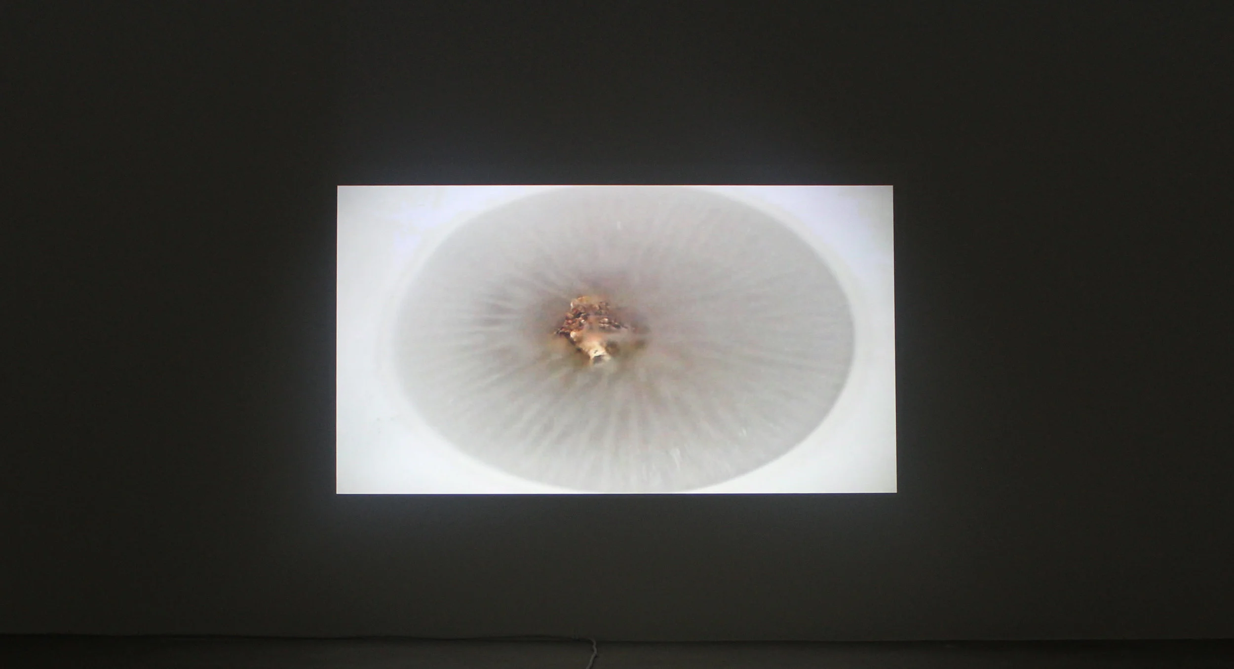 Cry-fossil N. 2, Bivalia , 1:21 min. Loop, installed at Narrative Projects gallery, London, 2017. Curated by Cem Hamlacıbaşi.