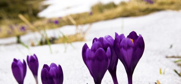 Crocus+from+ground+depositphotos_8517944-stock-photo-flowers-purple-crocus-in-the.jpg