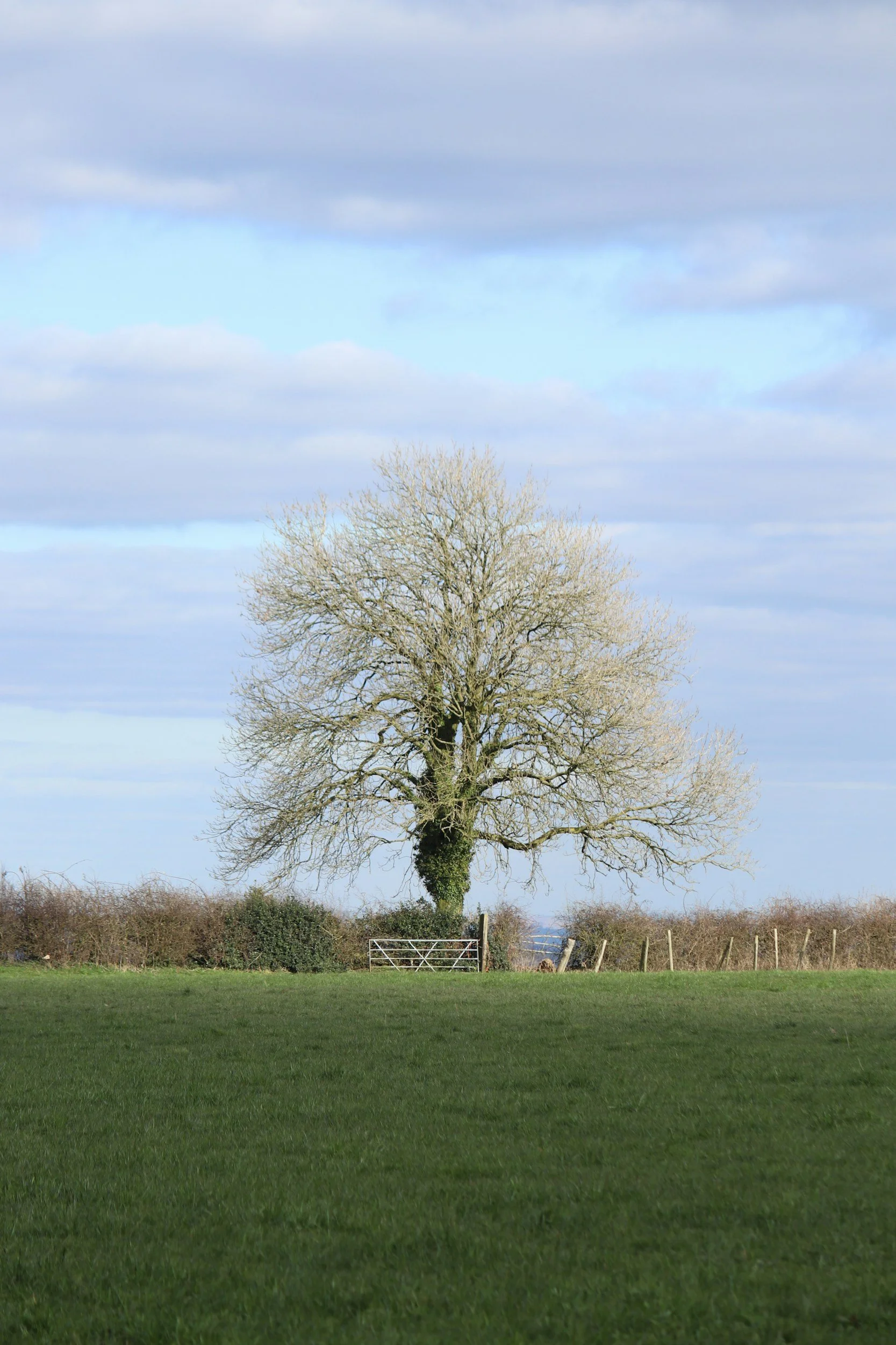 Befriending Grief: A Mindful Approach to Living with Loss