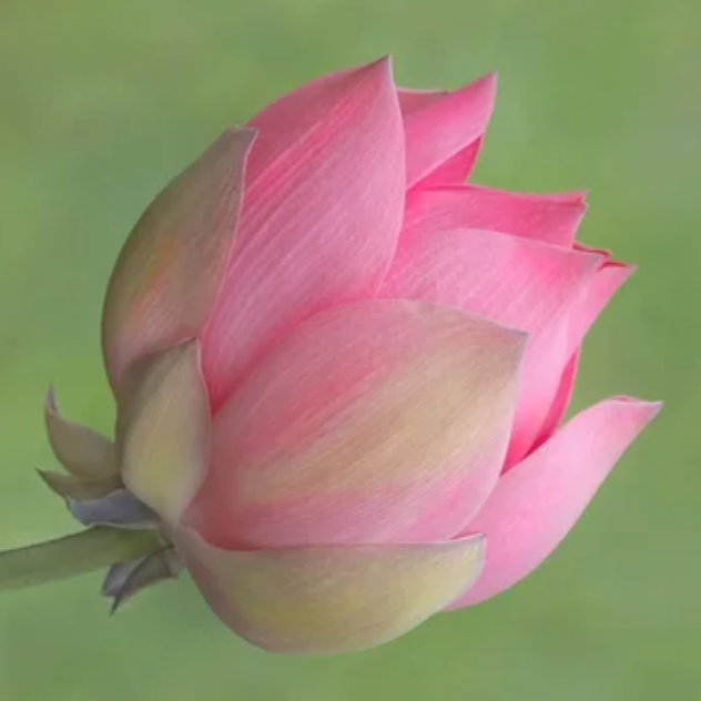Mindful Widows Circle- 12-week Small Group
