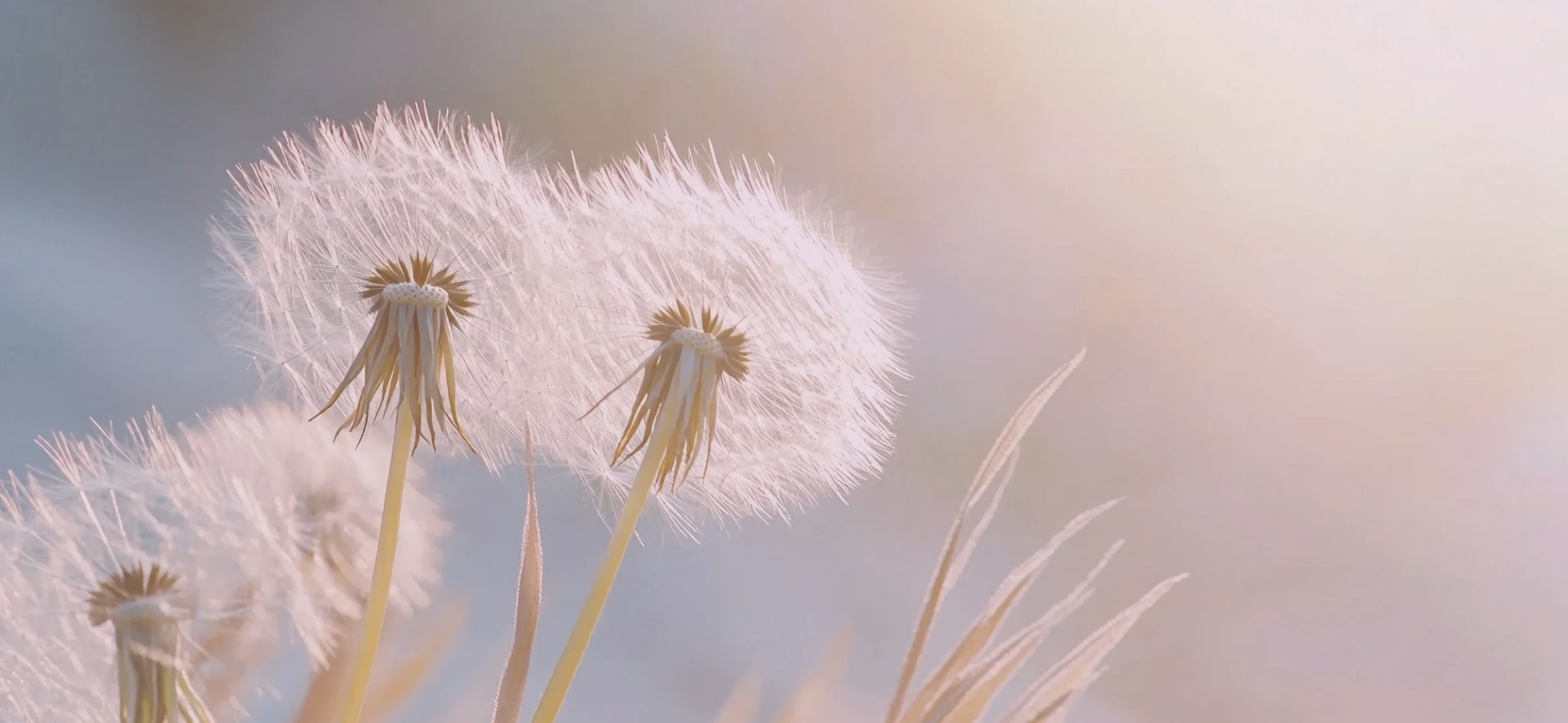 Widows Guide Yasemin Isler.png