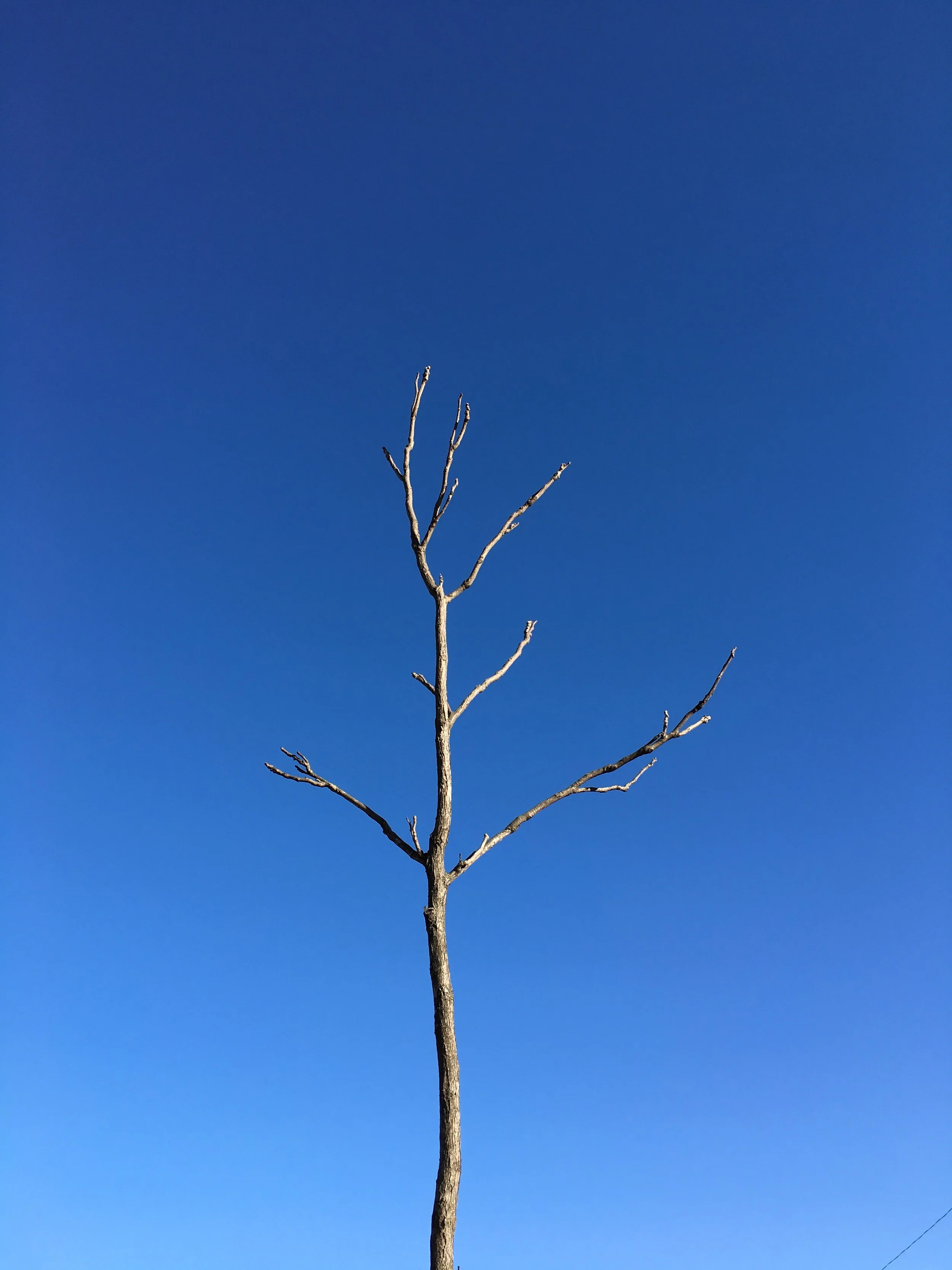 An Excruciating Blue Day