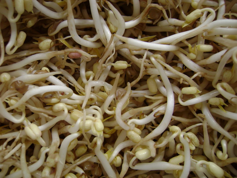 Bean-Sprouts_therealbrute.jpg