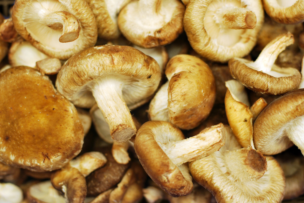 Shiitake_tup-wanders.jpg