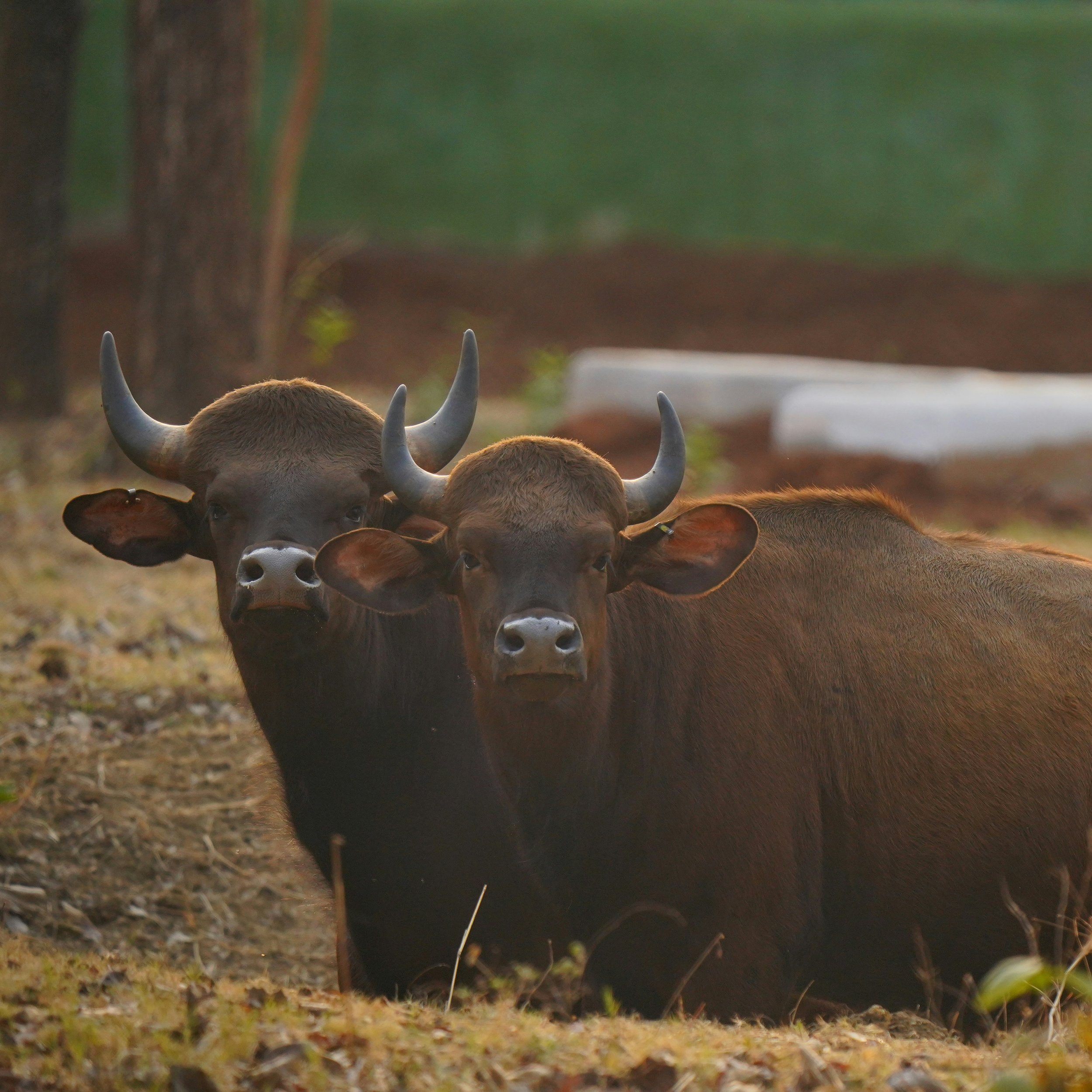 Habit Pairing: A Practical Guide