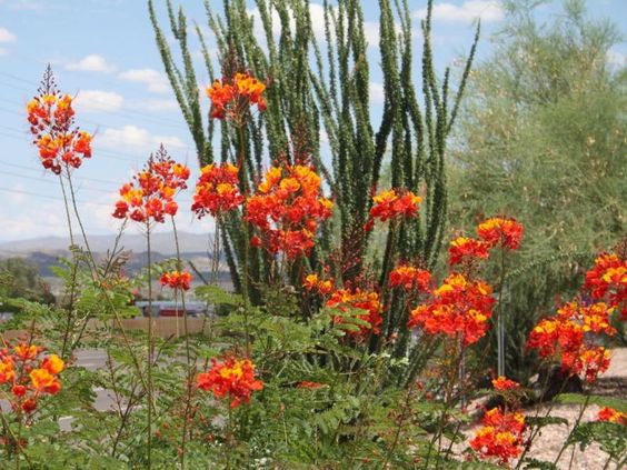 Pride of Barbados