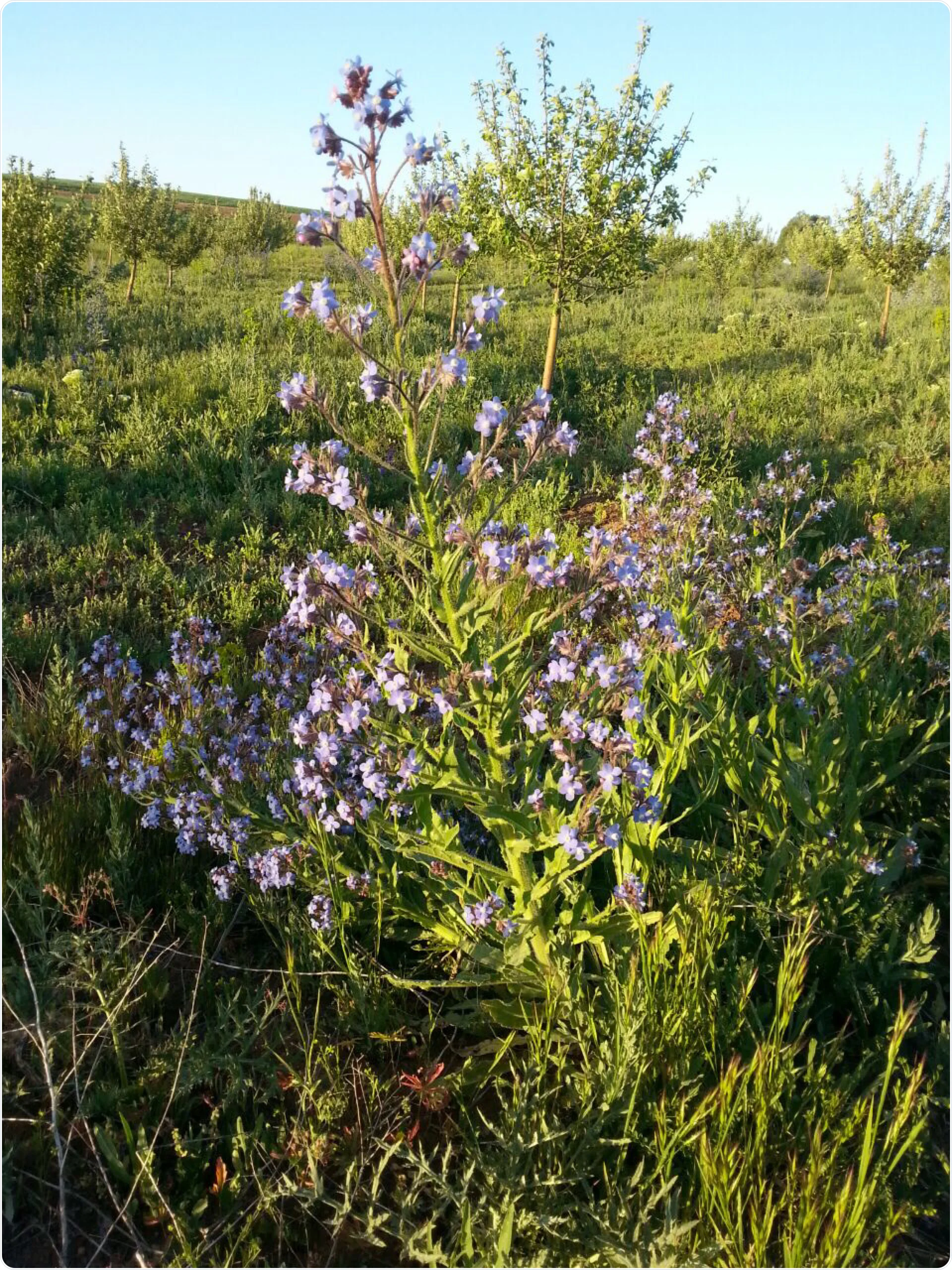 Echium