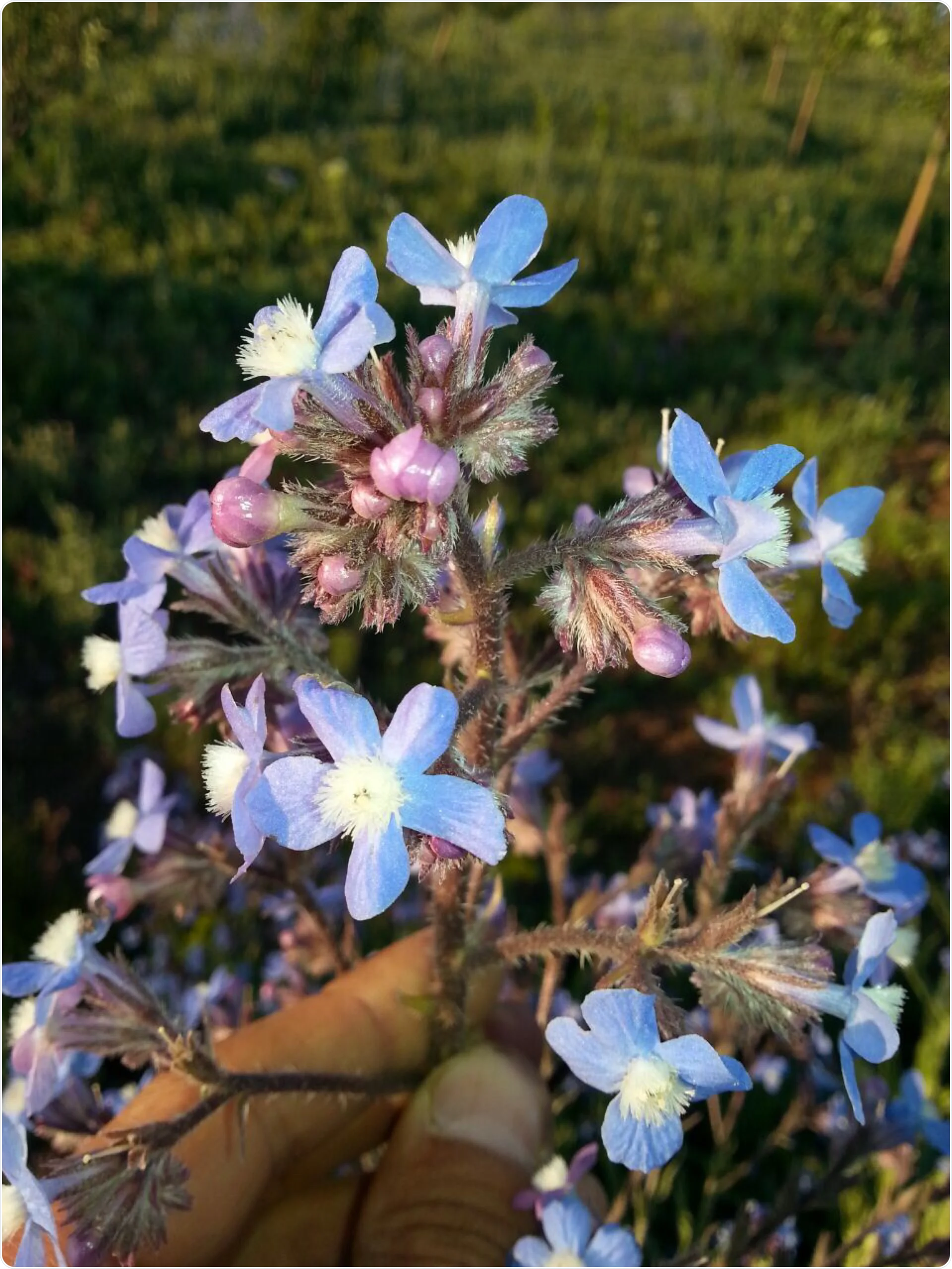 ECHIUM